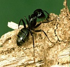 Barrier Termite & Pest Control